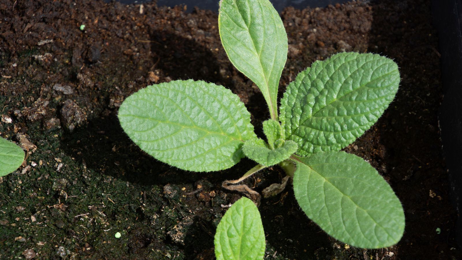 An overhead shot of a developing seedling of a plant