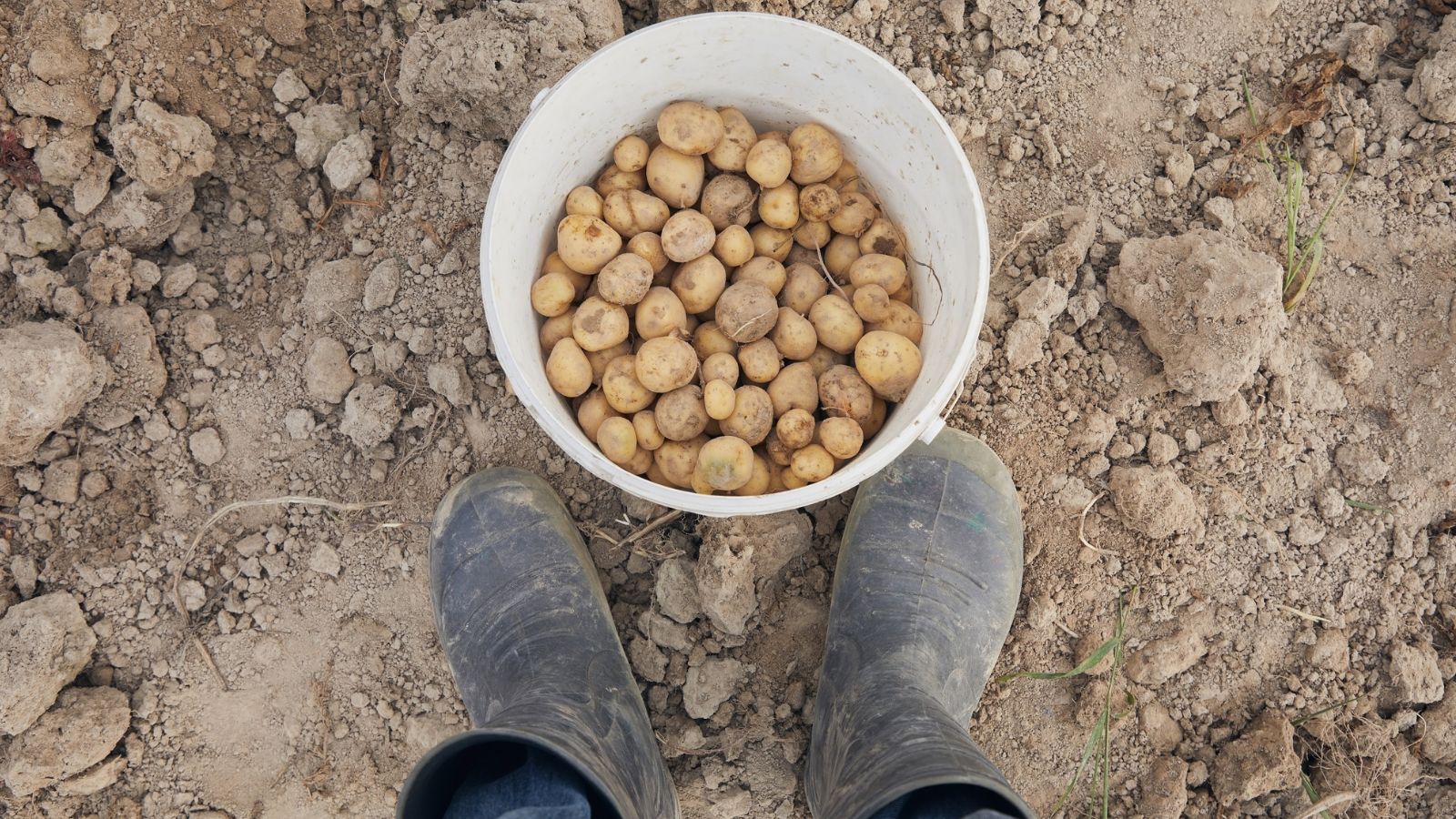 An overhead shot of a person's feet wearing boots, placed alongside a large white container filled with root crops, all situated in a well lit area outdoors