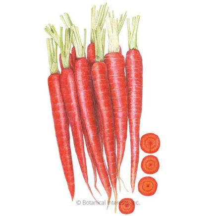 Illustration of atomic red carrots appearing bright red with carrot slices on the side