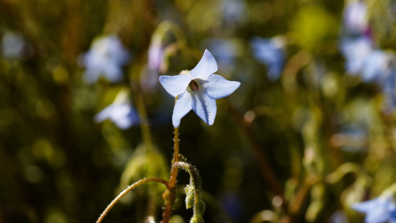 A close-up shot of a small flower of the Borago pygmaea