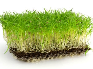 Carrot microgreens with visible roots appearing bright green with a pure white background