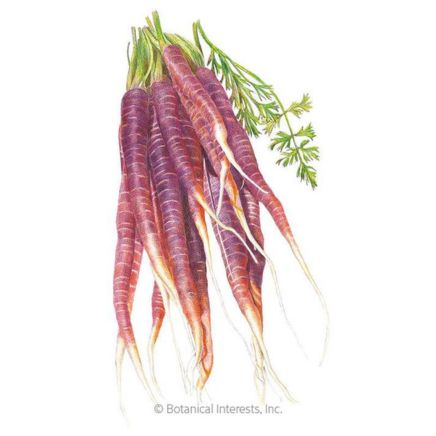 Illustration of Cosmic Purple Carrot looking almost dark purple with bright green tops