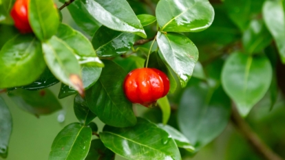 A shot of an Eugenia selloi fruit appearing round and red surrounded by bright green leaves