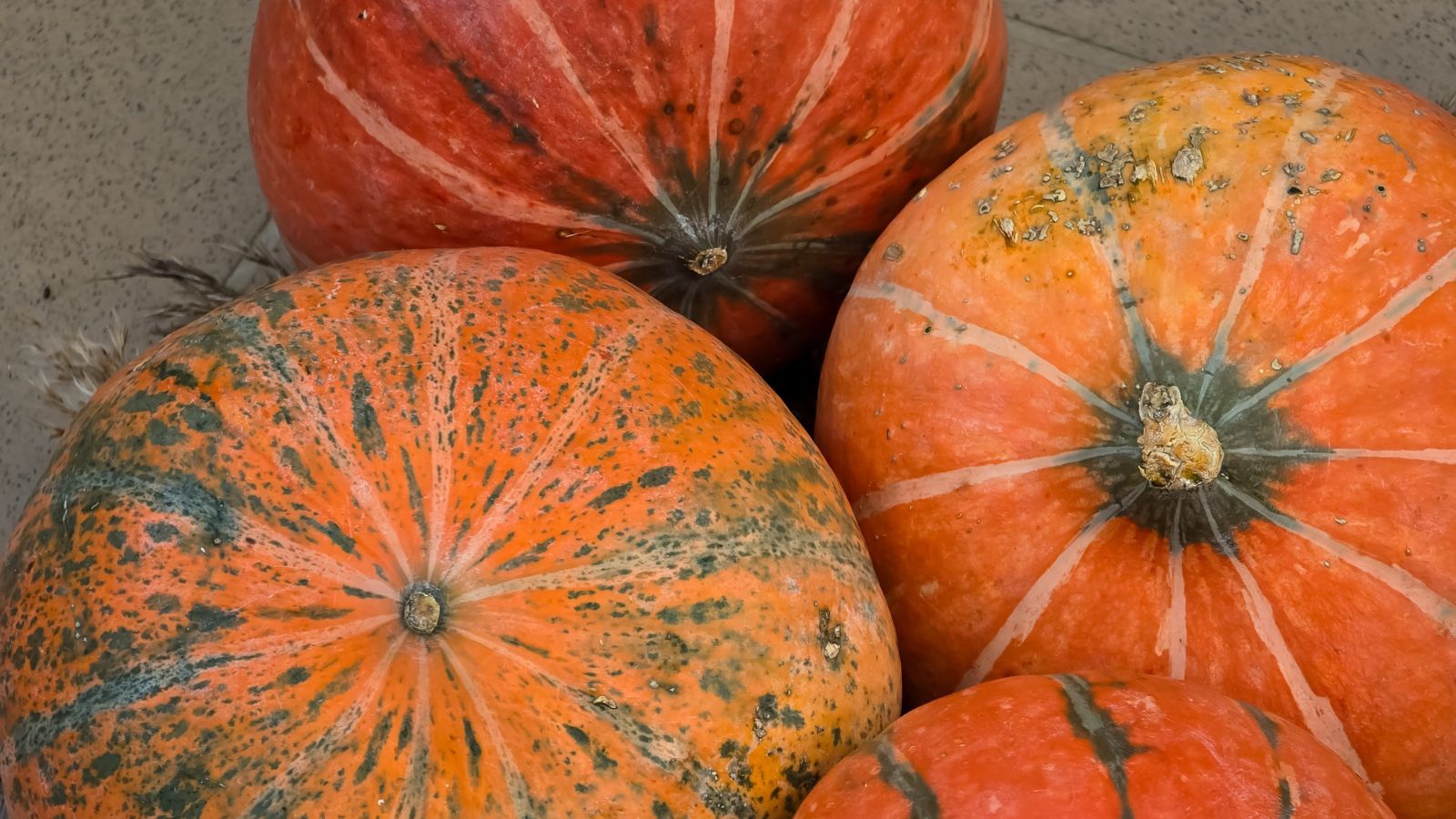 Four pieces of round orange crops placed on a gray surface