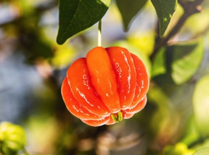 A close up shot of a Pitangatuba fruit appearing bright red under the warm sunlight, surrounded by vivid green leaves in the garden