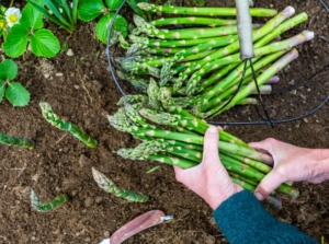 hands holding asparagus grown with companion plants
