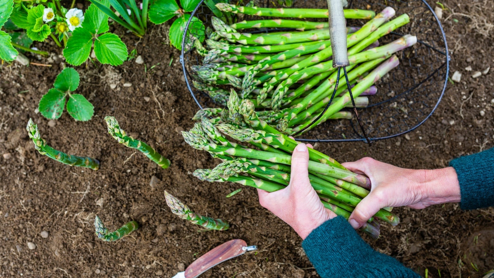 hands holding asparagus grown with companion plants