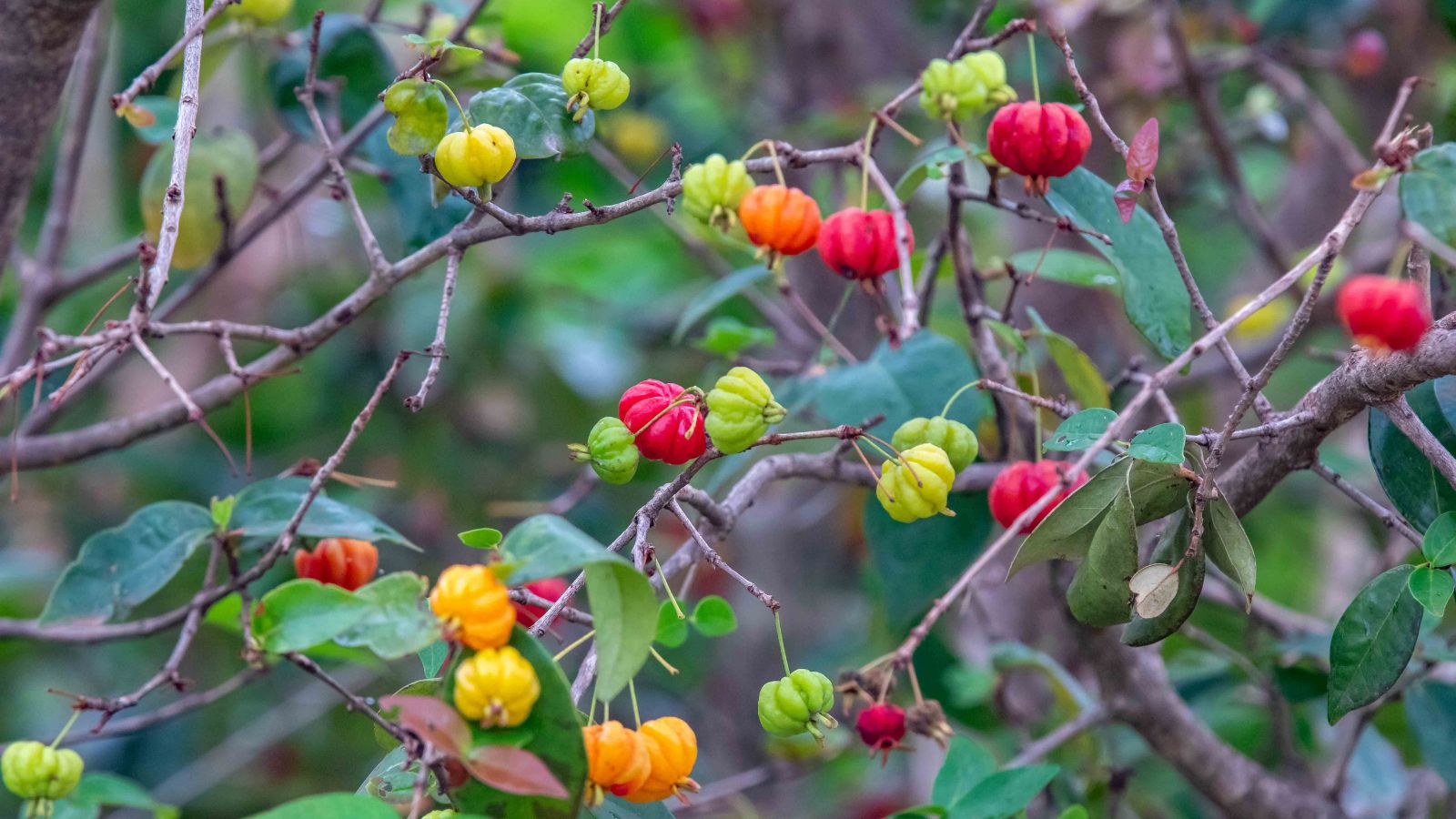 Star Cherries having multiple pieces with different colors, ranging from greens, oranges and reds surrounded by green foliage