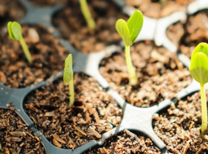 When do seeds need light to germinate, with seedlings sitting under direct light placed in soil in black tray
