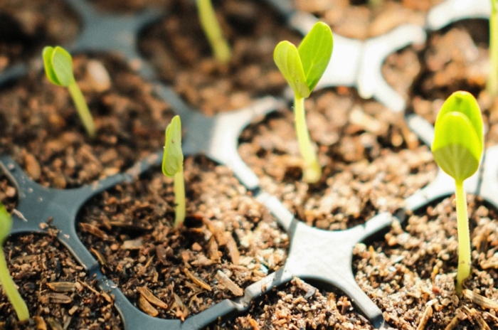 When do seeds need light to germinate, with seedlings sitting under direct light placed in soil in black tray