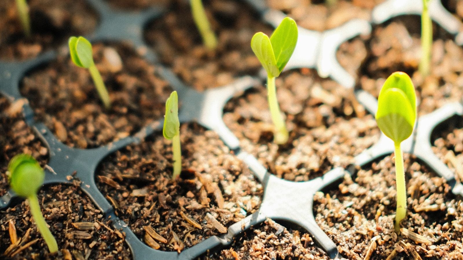 When do seeds need light to germinate, with seedlings sitting under direct light placed in soil in black tray