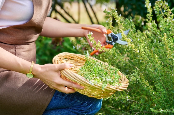 A person showing how to harvest thyme, appearing to have bright green leaves being placed in a woven basket under the sunlight