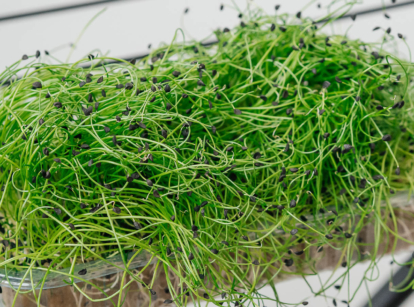 Onion microgreens