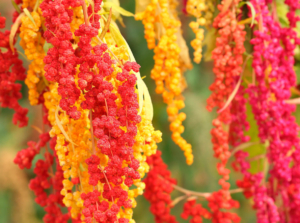 Red and yellow quinoa flowers.