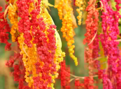 Red and yellow quinoa flowers.