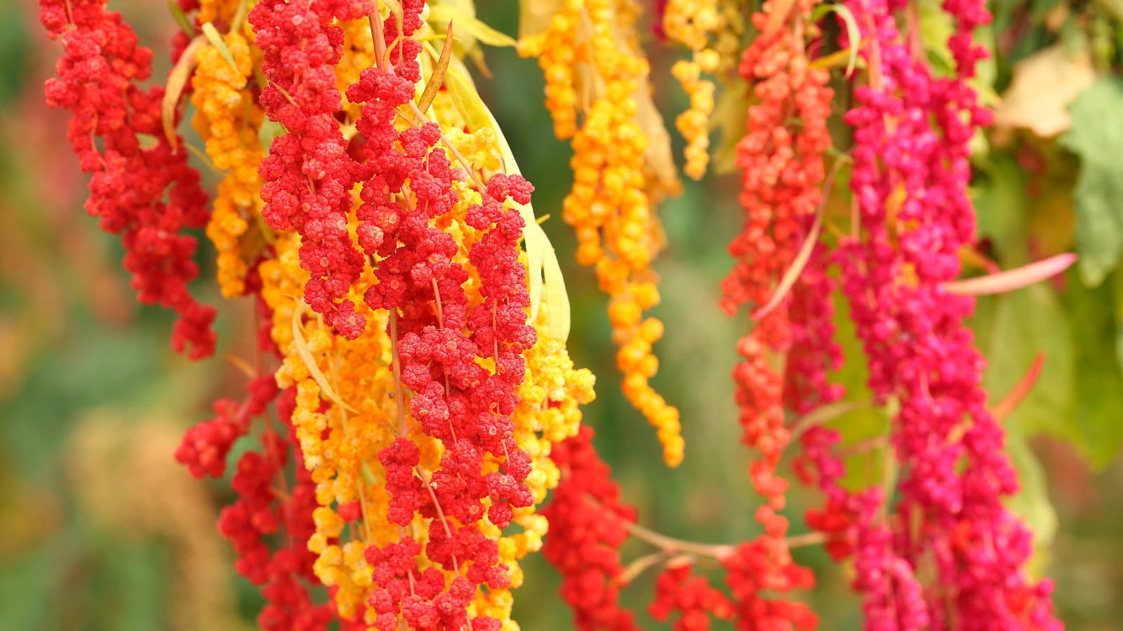 Red and yellow quinoa flowers.