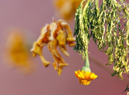A flower with bright yellow hue suffering from Verticillium wilt appearing wrinkled and dried up