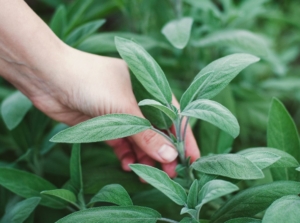 A close-up shot of a person in the process of picking fresh aromatic herbs, showcasing how to harvest sage
