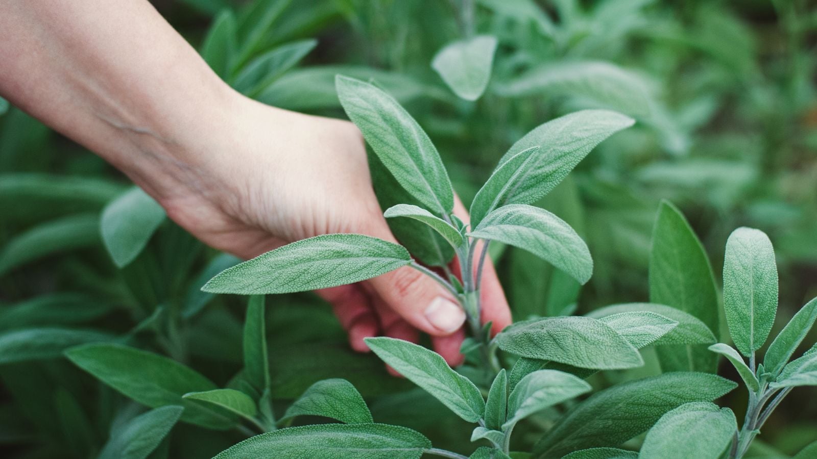 A close-up shot of a person in the process of picking fresh aromatic herbs, showcasing how to harvest sage