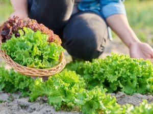 A close-up shot of a person in the process of picking fresh green leafy crops, showcasing how to harvest lettuce