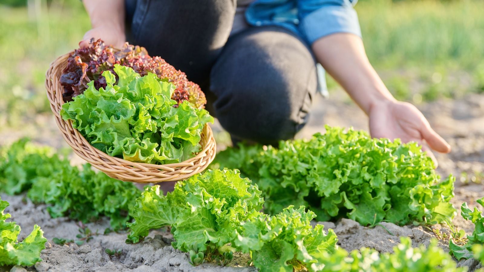 A close-up shot of a person in the process of picking fresh green leafy crops, showcasing how to harvest Lactuca sativa