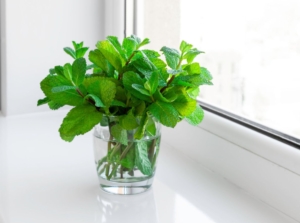 A close-up shot of a small composition of developing green leaves of an aromatic herb, showcasing growing mint indoors