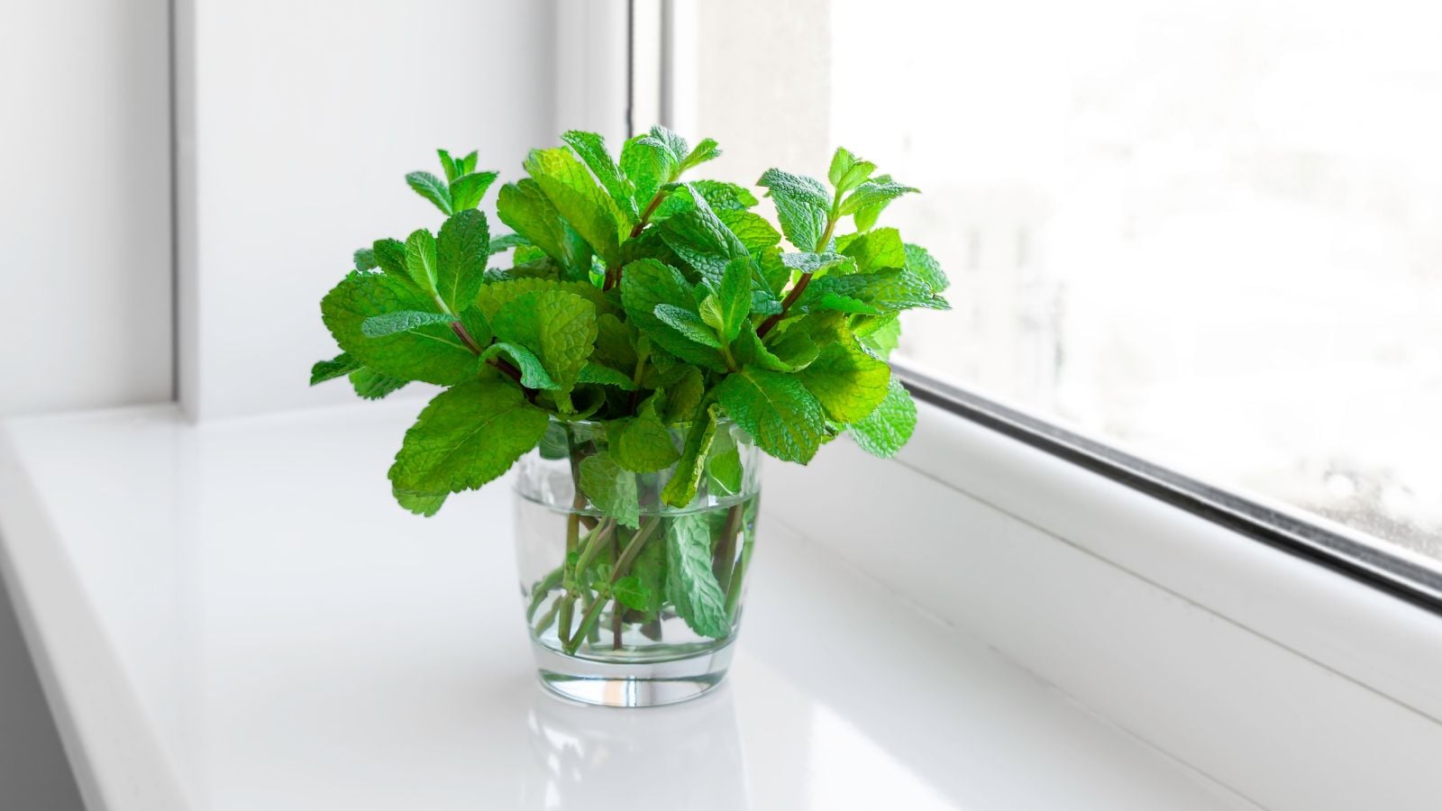 A close-up shot of a small composition of developing green leaves of an aromatic herb, showcasing growing mint indoors
