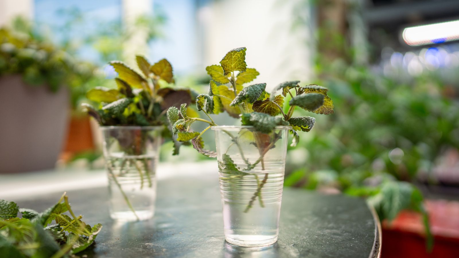 A close-up shot of a small composition of fresh cuttings placed in plastic cups, all situated in a well lit area