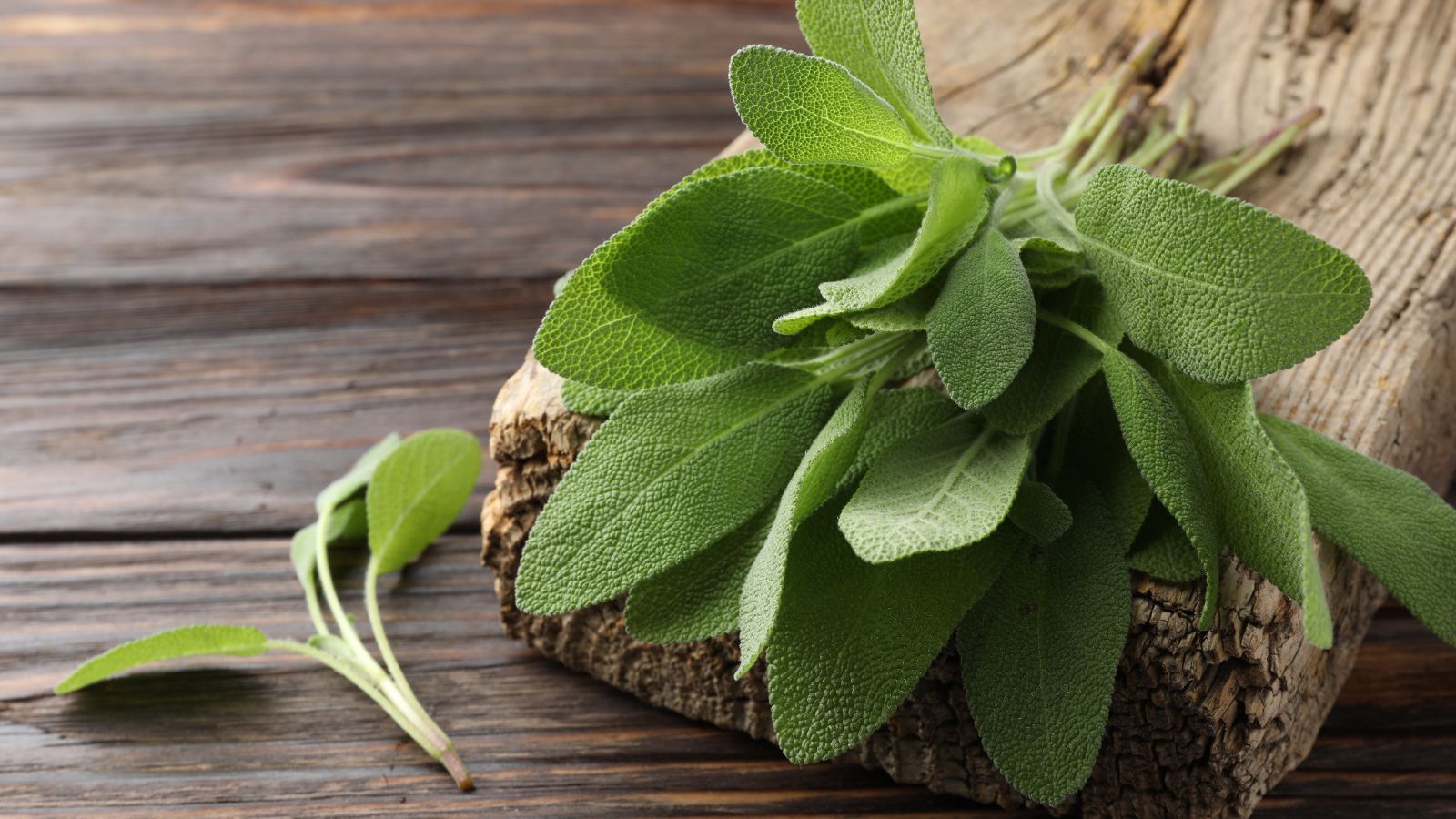A close-up shot of a small composition of freshly picked herbs, showcasing their green leaves and fuzzy appearance, all placed on a wooden surface indoors