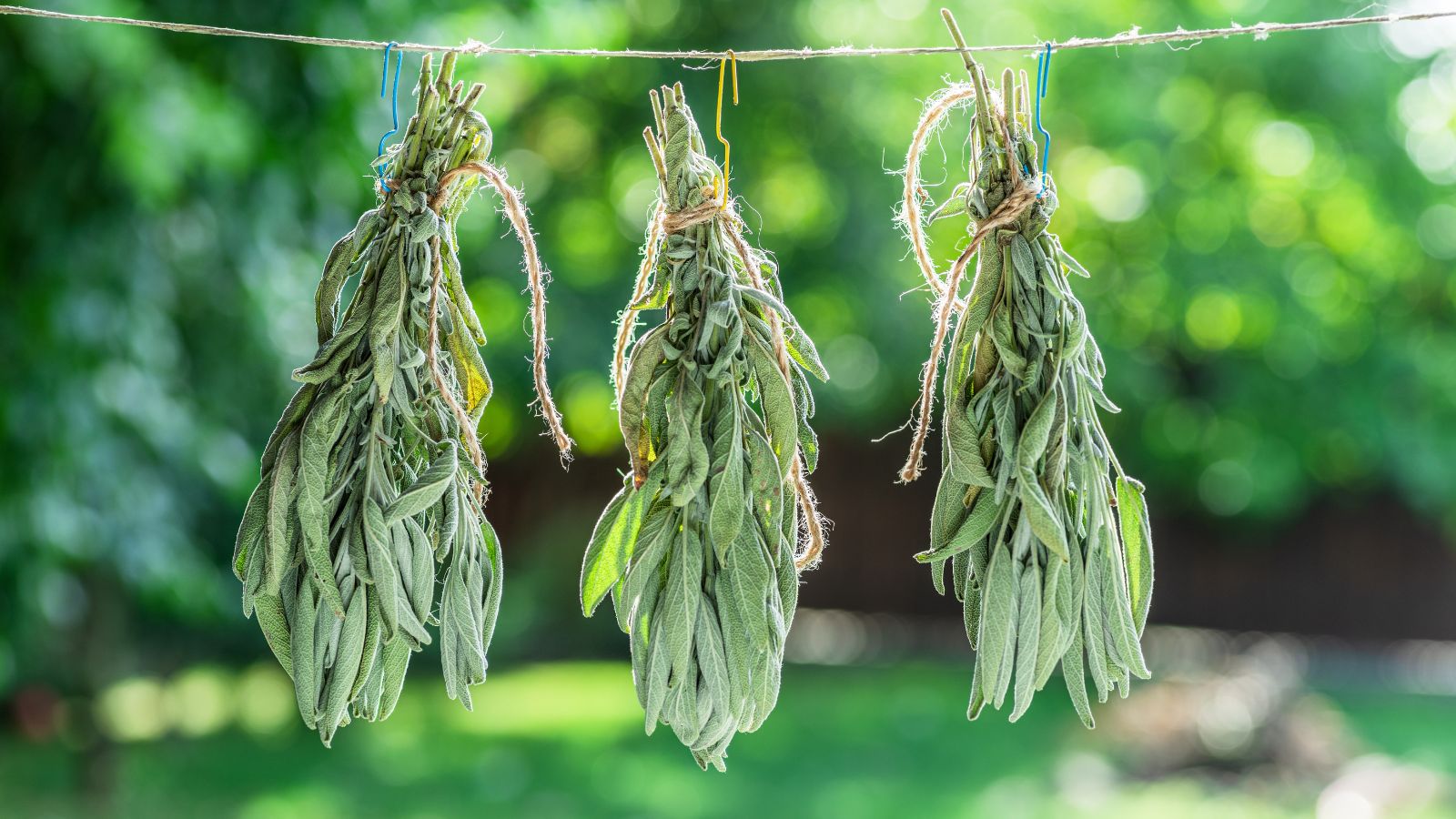 A close-up shot of a small composition of hanging green herbs, all situated in a well lit area outdoors