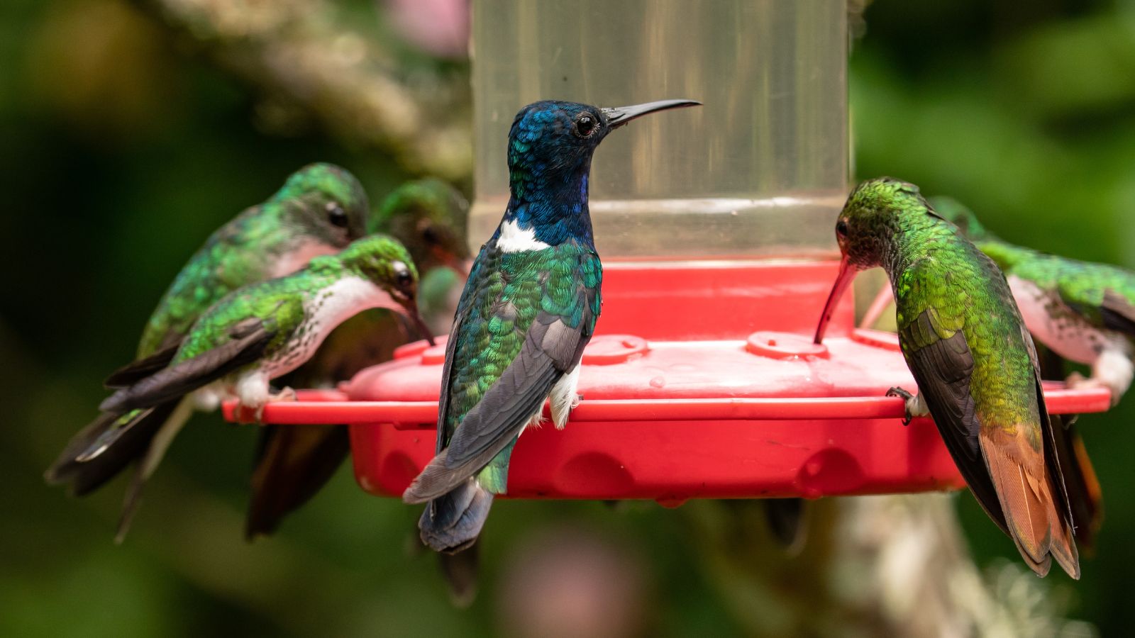 A close-up shot of a small group of birds, perched on a feeding container, all situated in a well lit area outdoors