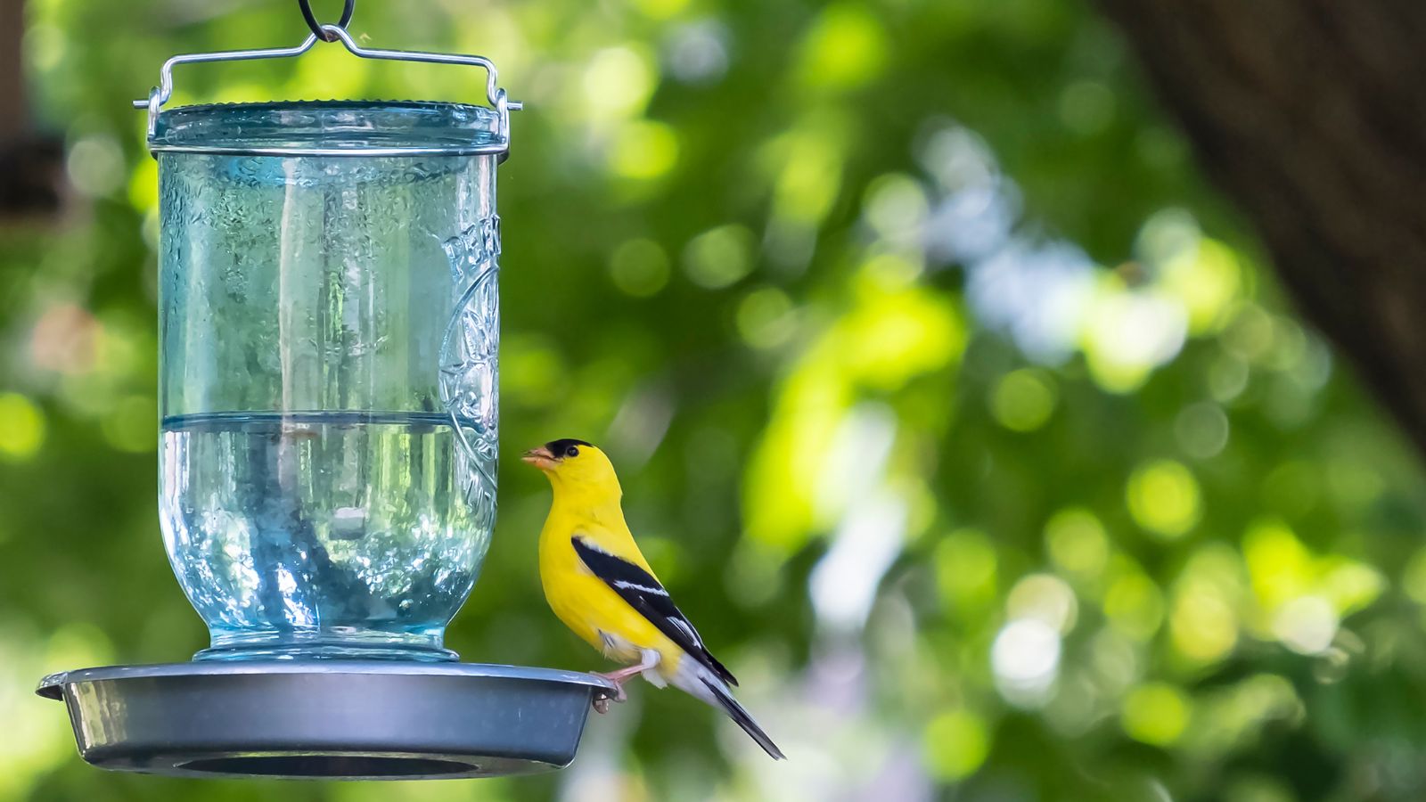 A close-up shot of an upside down mason jar made into a homemade feeding container, with a yellow bird placed on its lid, all situated in a well lit area outdoors