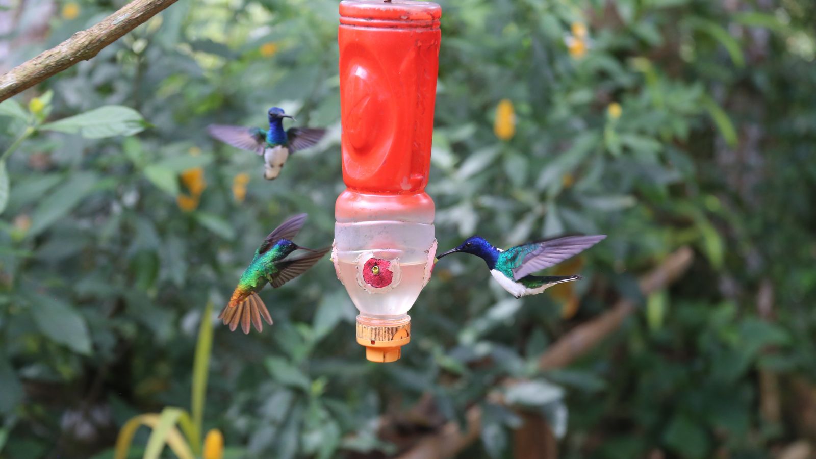 A close-up shot of an upside down plastic bottle, made into a homemade feeding container, with several hovering birds, all situated in a well lit area outdoors