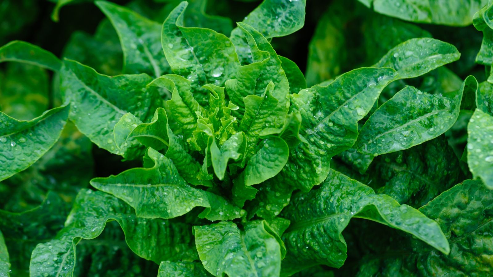 A close-up shot of dark green colored leaves of a stem variety of leafy crop, covered in droplets of water, all situated in a well lit area