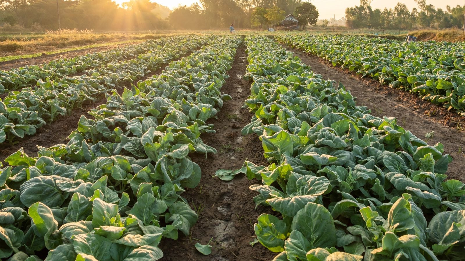 A field with growing collard greens, appearing to have countless leafy greens on a farm under the warm sunlight