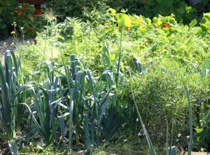 A garden that grows Asian vegetables, having leeks and other crops receiving abundant sunlight in a sunny area