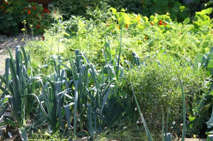 A garden that grows Asian vegetables, having leeks and other crops receiving abundant sunlight in a sunny area
