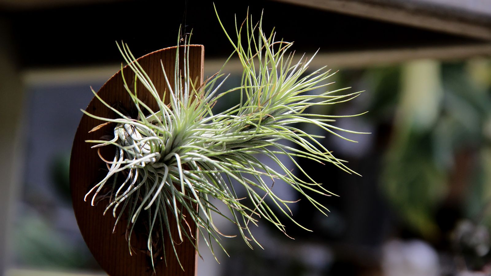 A lovely Tillandsia placed on a circular piece of wood, placed somewhere with lots of sunlight