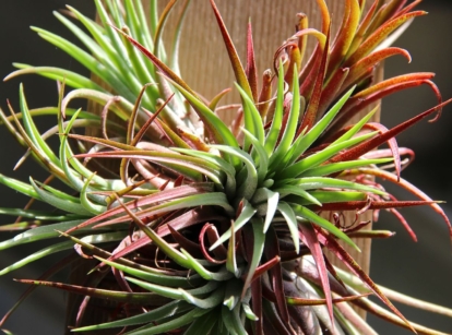 A lovely air plant display, using multiple Tillandsia pieces with sturdy long leaves in shades of green and red