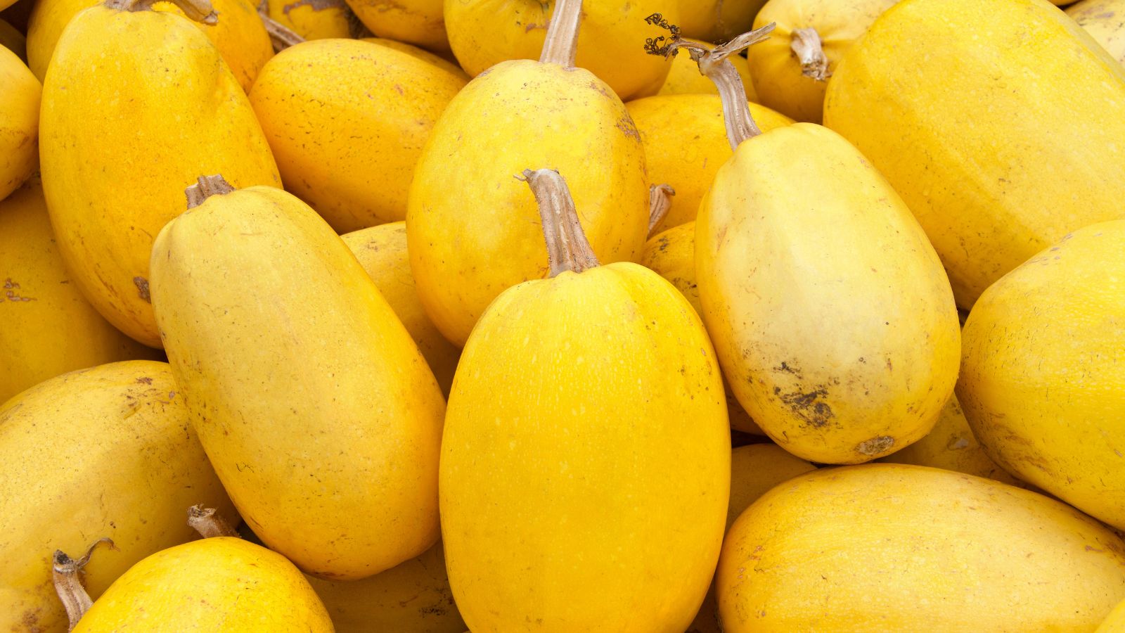 A shot of a pile of yellow crops in a well lit area