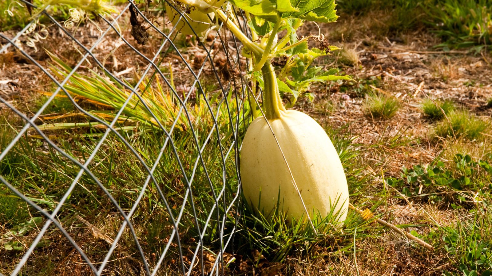A shot of a ripe crop still attached to its vines, ready for harvesting in a well lit area outdoors