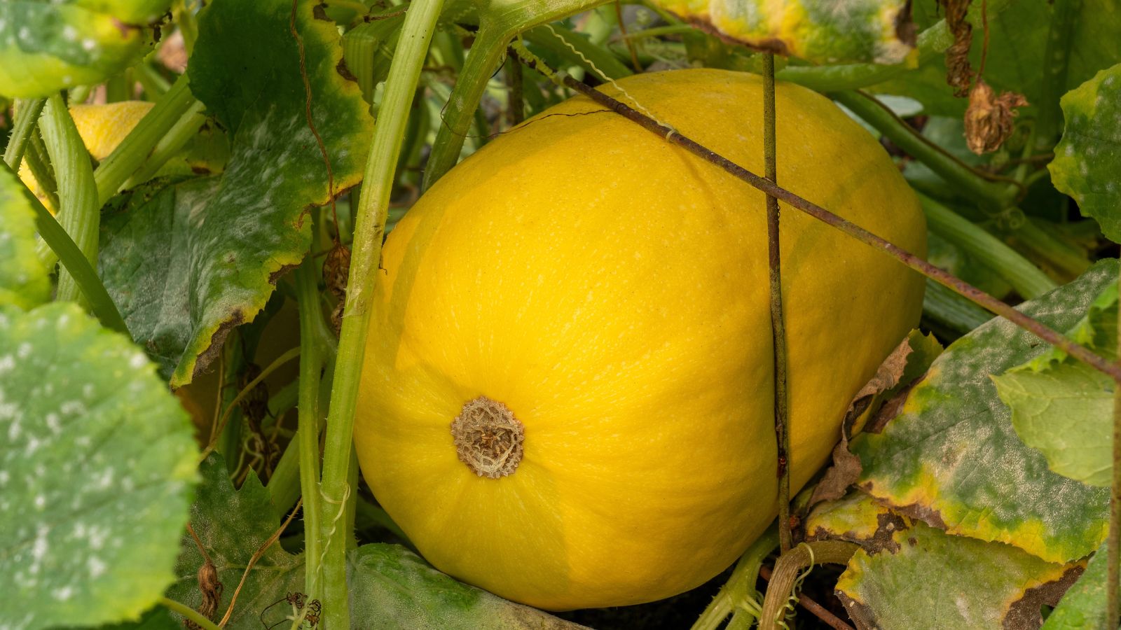 A shot of a yellow ripe fruit outdoors