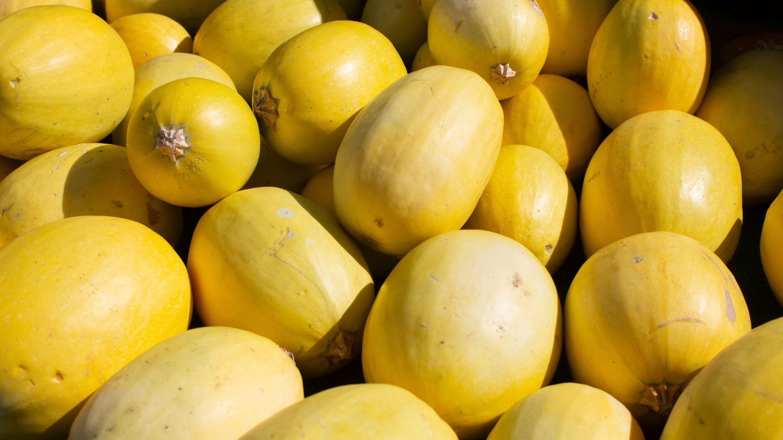 A shot of piles of freshly harvested yellow gourds in a well lit area outdoors
