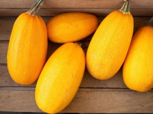 A shot of several freshly harvested crops that shows how to pick spaghetti squash