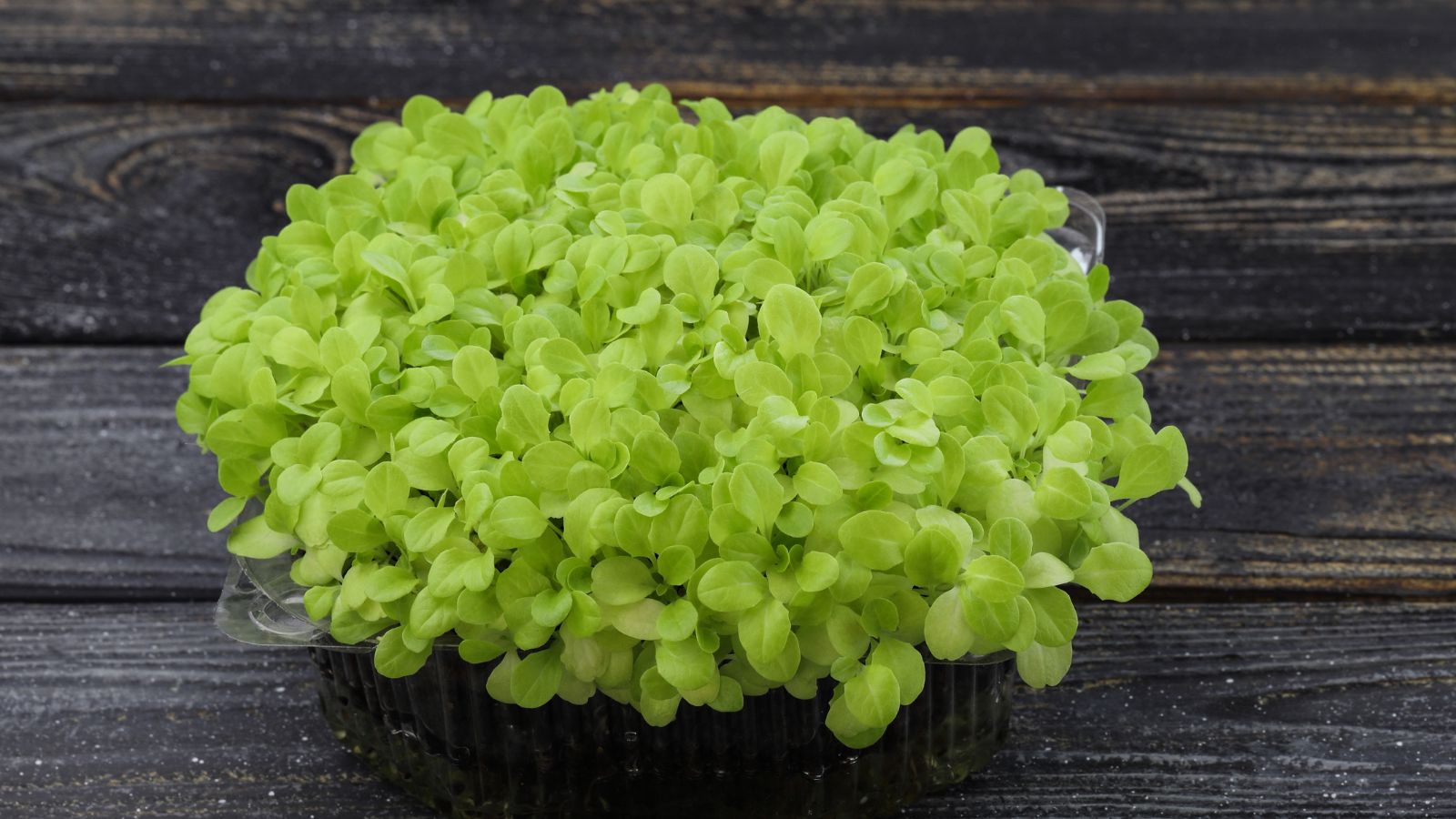 An overhead and close-up shot of a small composition of microgreen crops, placed on a small container on a wooden surface indoors