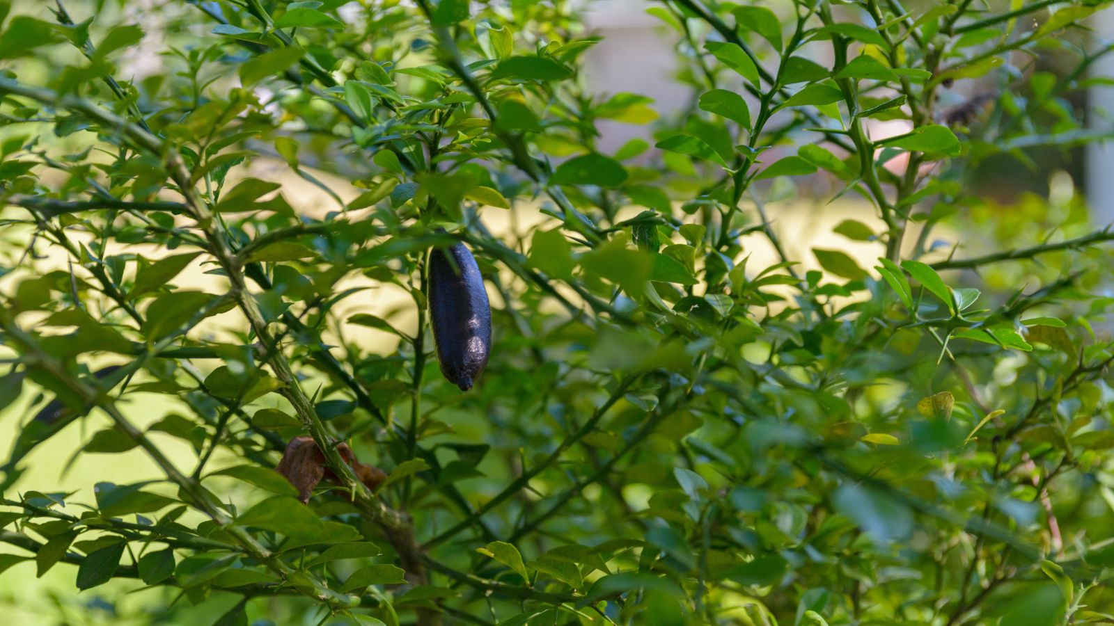 Citrus australasica fruit on the tree, appearing to have a textured skin surrounded by bright green foliage