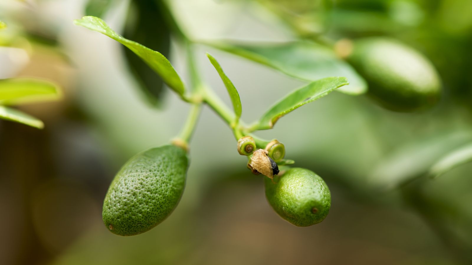 Citrus australasica fruits still dangling on the branch, appearing to have lovely rounded leaves with a vibrant green color