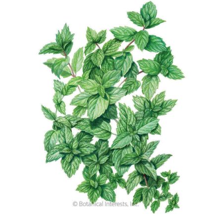 Common Mint Seeds