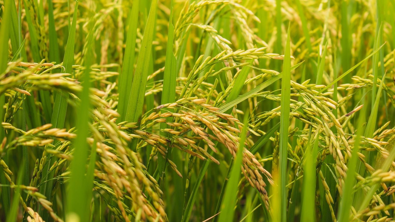 Grow rice in a field with long slim stems and leaves with a light green hue under warm-toned sunlight