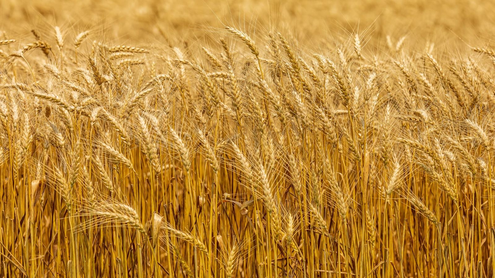 Growing wheat in field appearing light brown in color spanning a far distance receiving sunlight with warm color